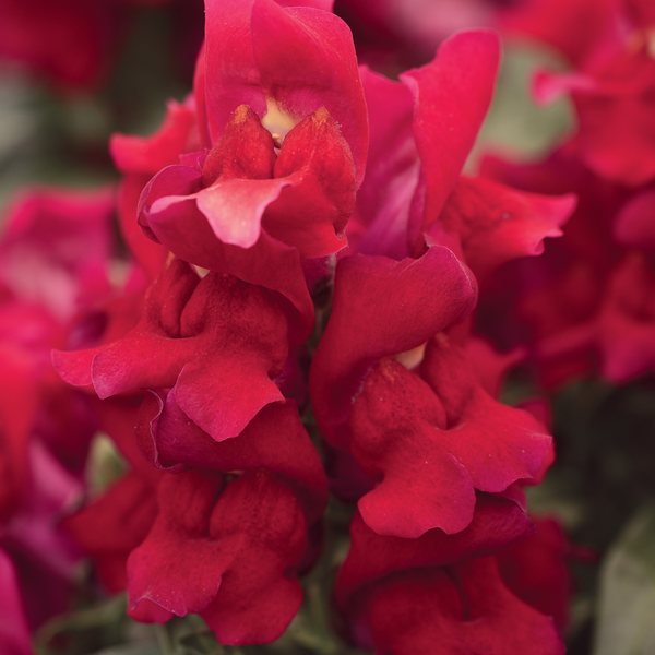 Red snapdragon