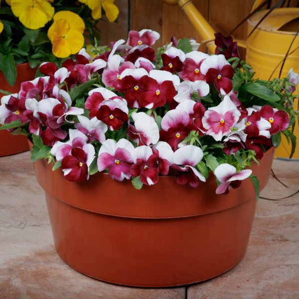 Beacon Rose viola