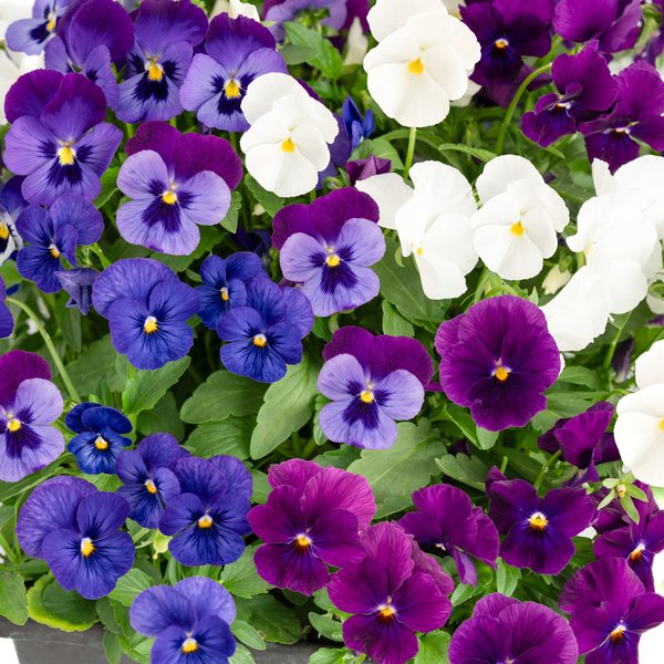 Cool Water Mix viola
