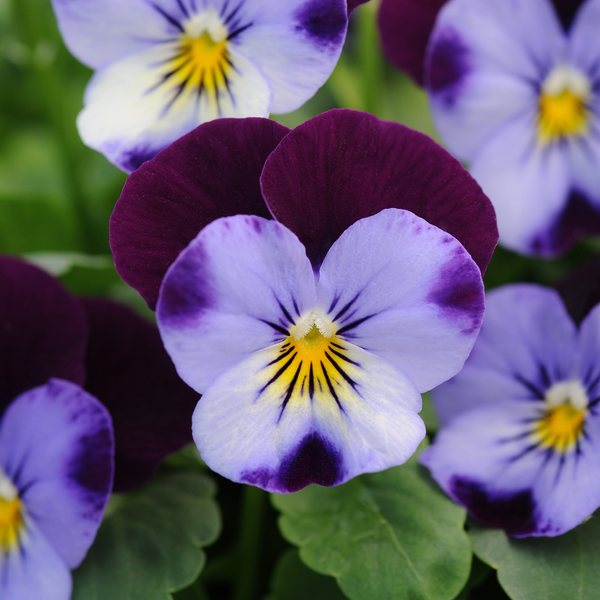 Denim Jump Up viola