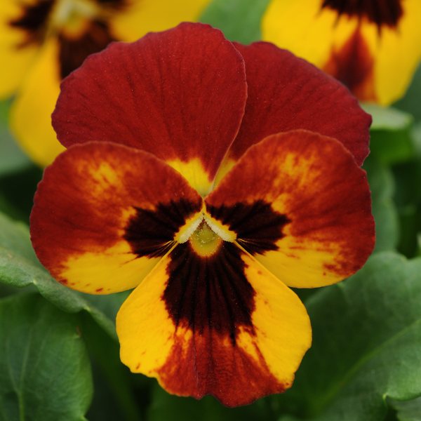 Fire viola