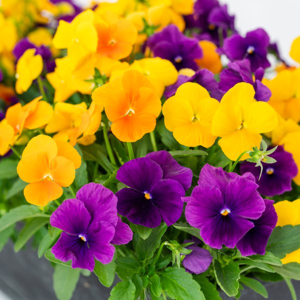 Harvest Mix viola