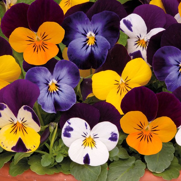 Jump Up Mix viola