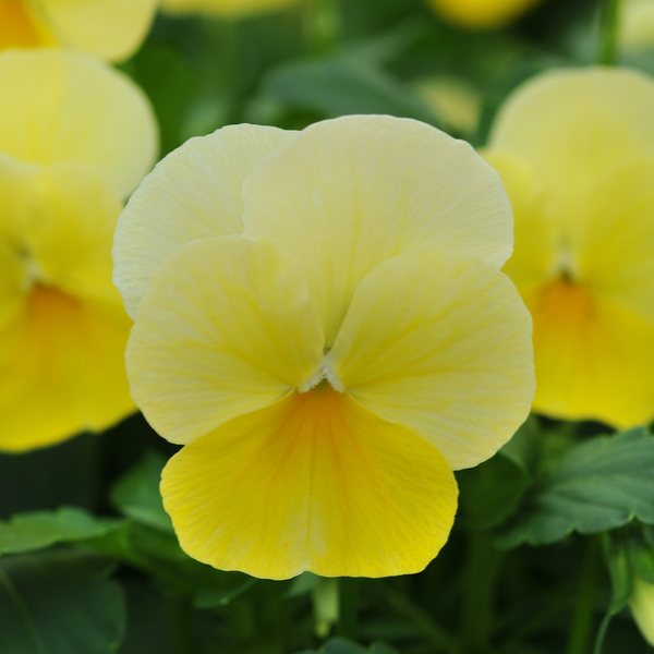 Lemon Chiffon viola
