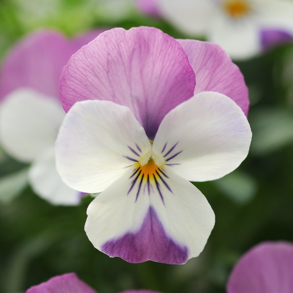 Pink Wing viola
