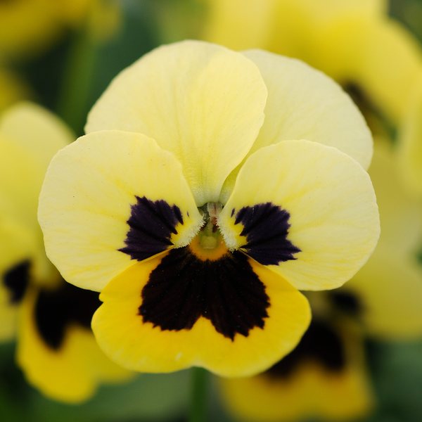 Primrose Blotch viola