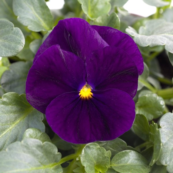 Purple viola