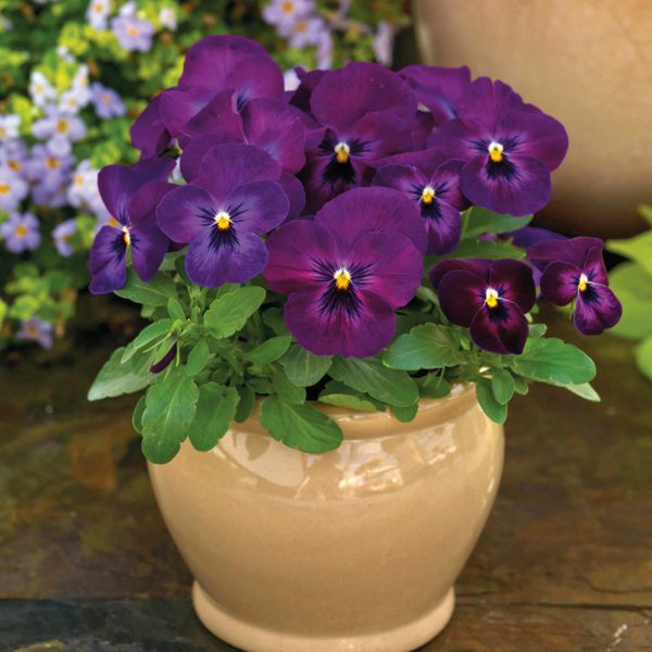 Purple Glow viola