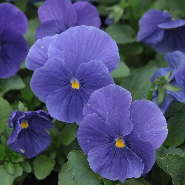 True Blue viola