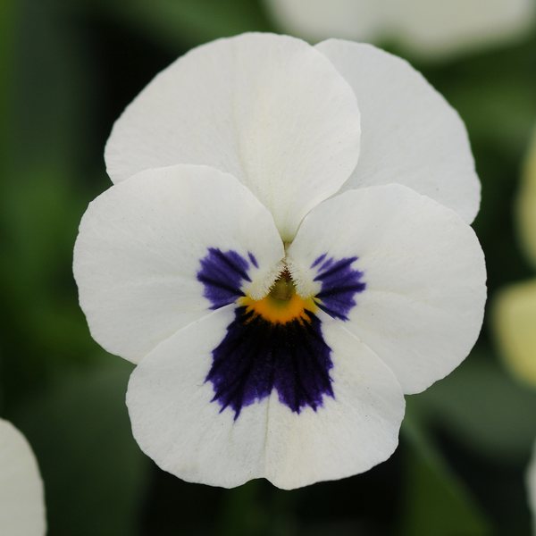 White Blotch viola