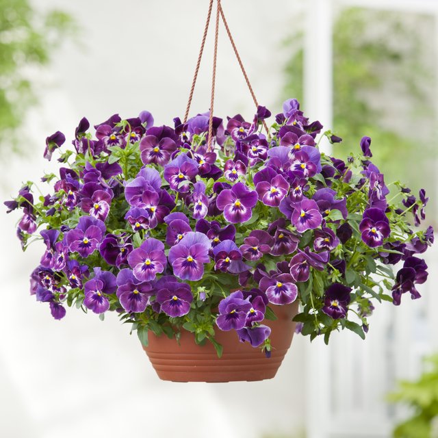 Cool Wave hanging basket
