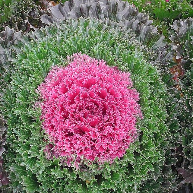 Glamour Red kale