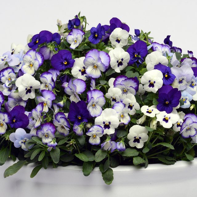Sorbet viola mix