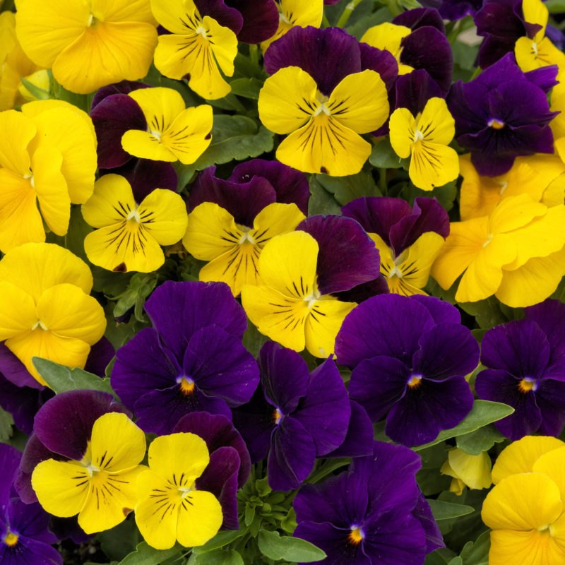 ColorMax Royal Mix