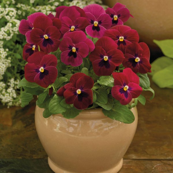 Rose Blotch viola