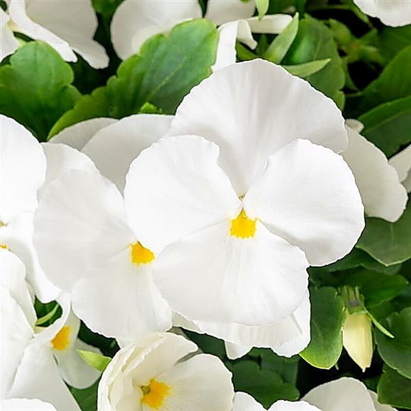 White viola