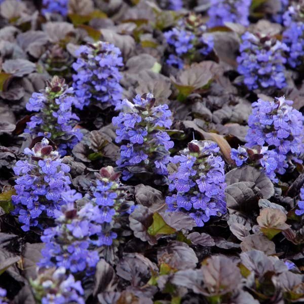 Acalypha and Ajuga