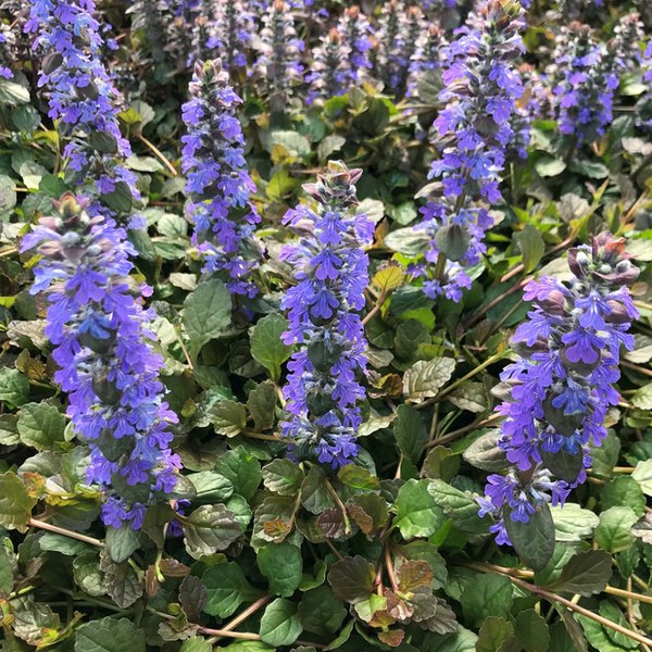 Bronze Beauty Ajuga