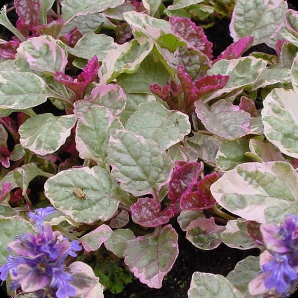 Burgundy Glow Ajuga