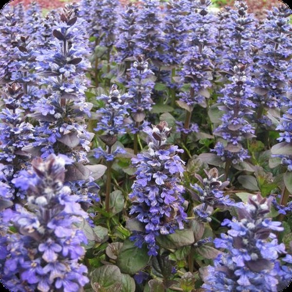 Catlin's Giant Ajuga