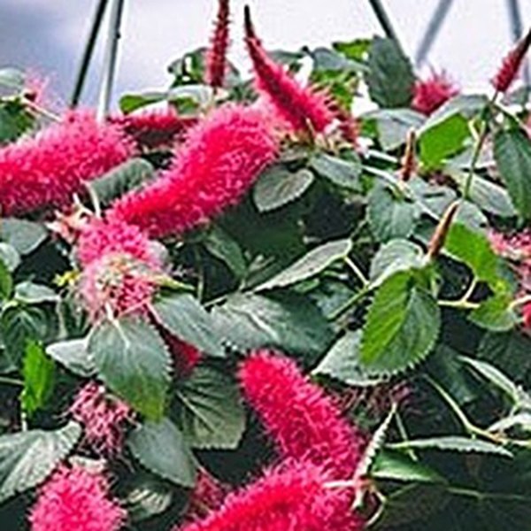 Acalypha and Ajuga