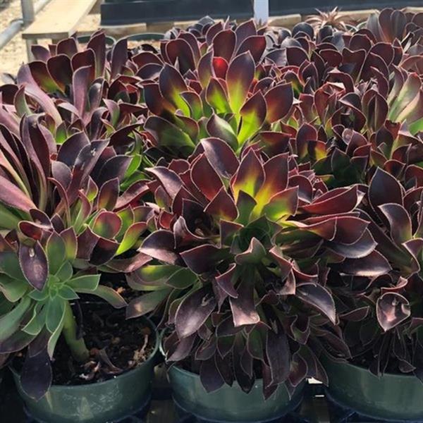 Aeonium, Cotyledon, and Crassula