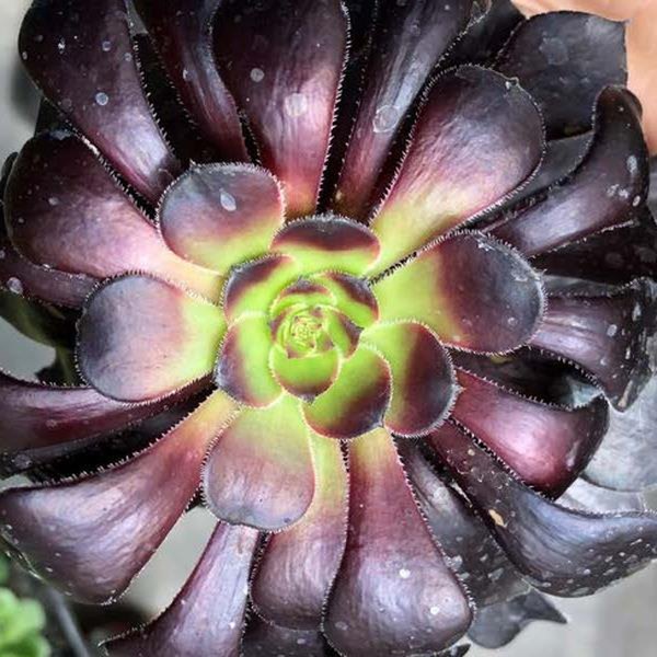 Aeonium, Cotyledon, and Crassula