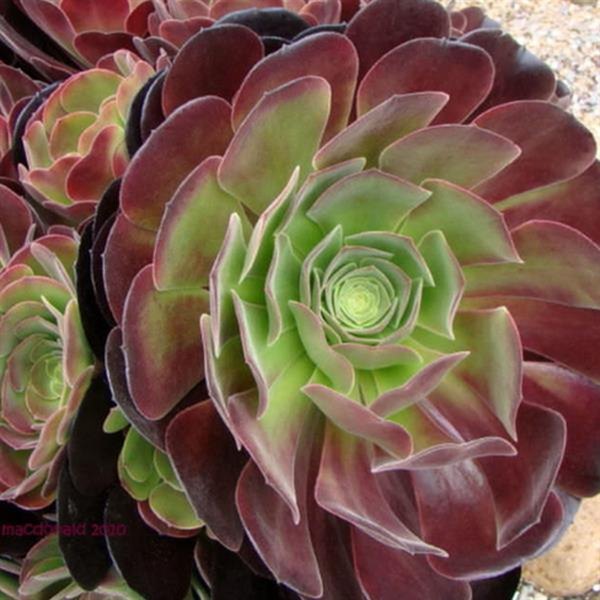 Velour Aeonium
