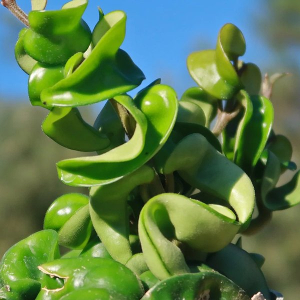 compacta Hoya