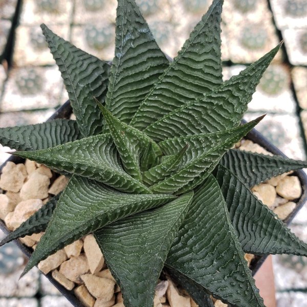 limifolia Haworthia