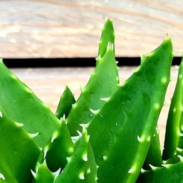 Aloe, Haworthia, and Hoya