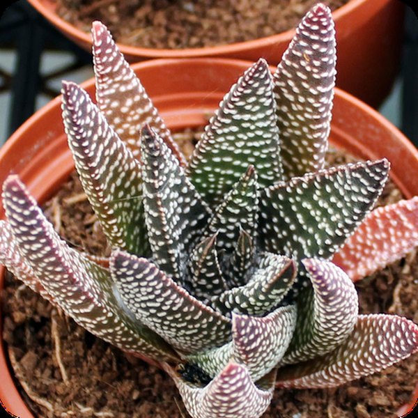 Royal Highness Haworthia