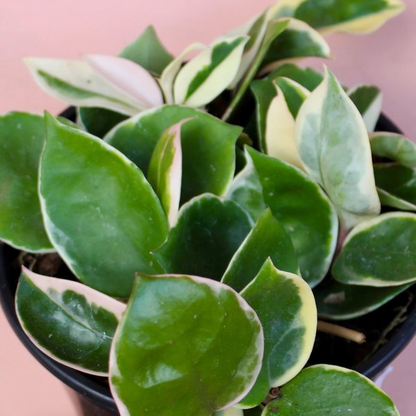 Tricolor Hoya