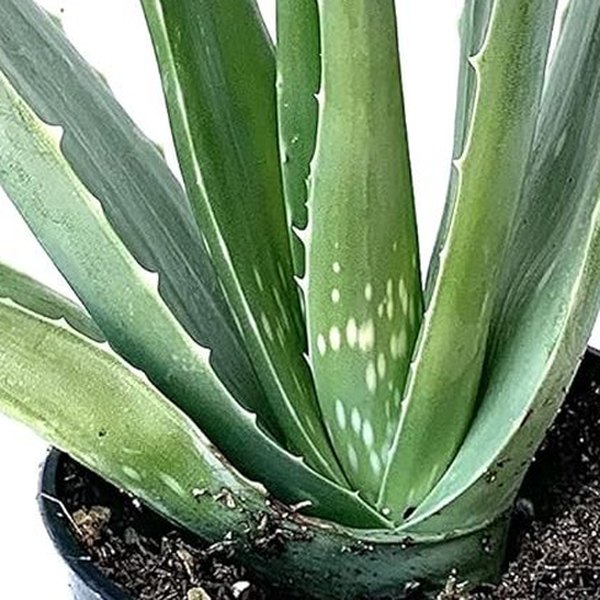 vera Grey Aloe