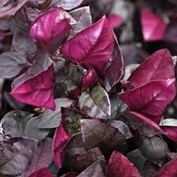 Alternanthera, Asparagus, and Chlorophytum