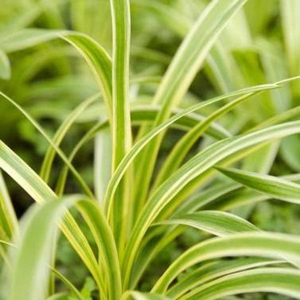 Green with White Edge Chlorophytum