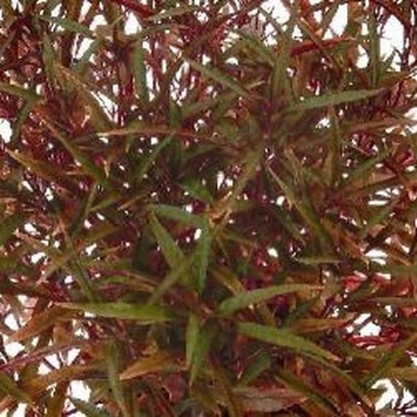 Red Threads Alternanthera