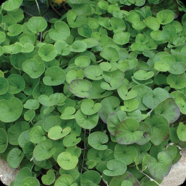 Dichondra, Dracaena, Eucalyptus, Fancifillers, and Glechoma