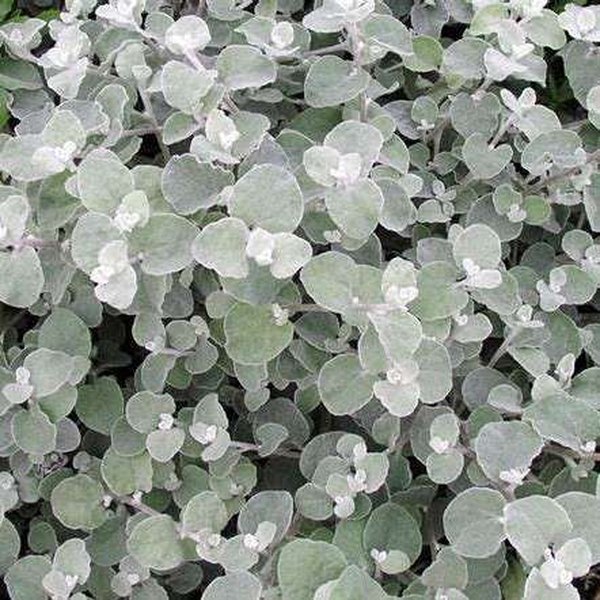 Dichondra, Dracaena, Eucalyptus, Fancifillers, and Glechoma