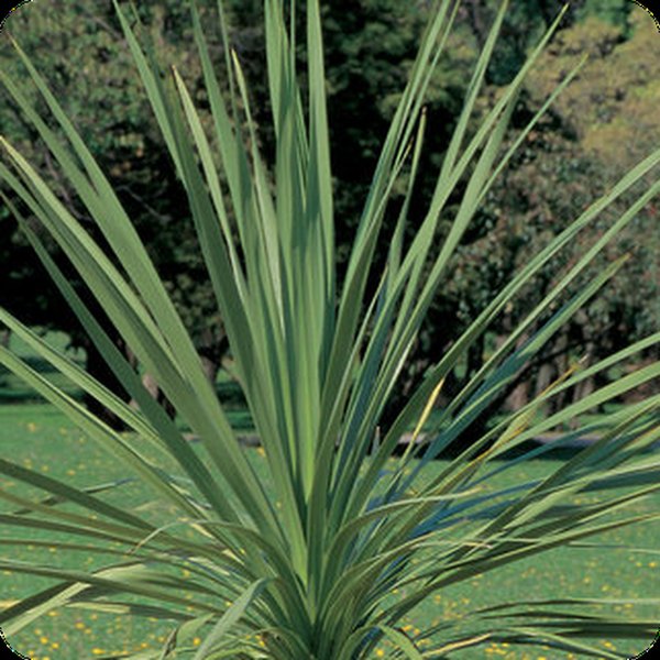 Spike Green Spike Green Dracaena