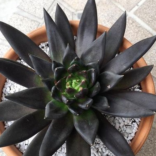 Echeveria and Kalanchoe