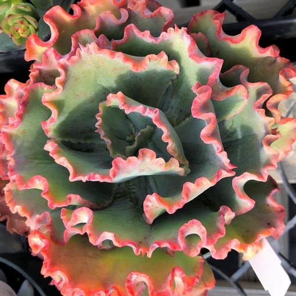 Cabaret Echeveria