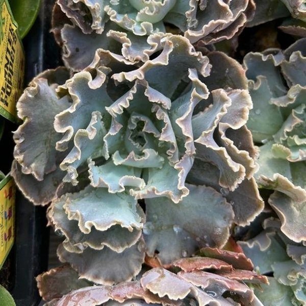 Cabbage Patch Echeveria