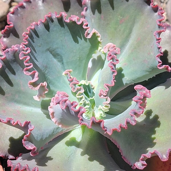 Coral Reef Pink Echeveria
