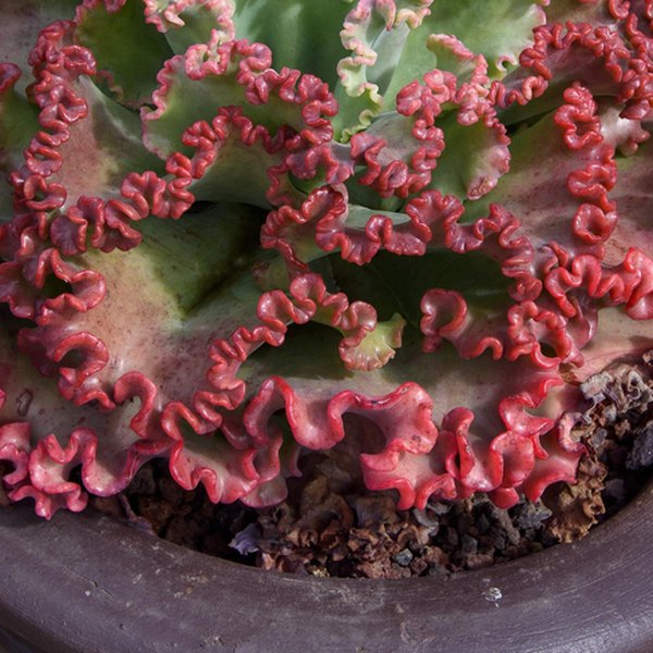 Coral Reef Red Echeveria