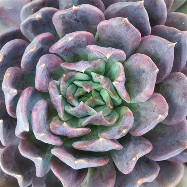 Deluxe Gunner Echeveria
