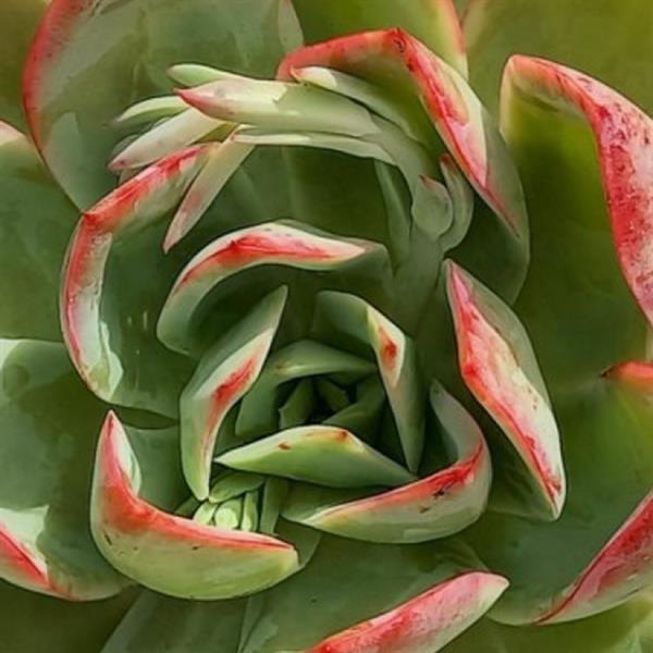 Deluxe Nevada Echeveria