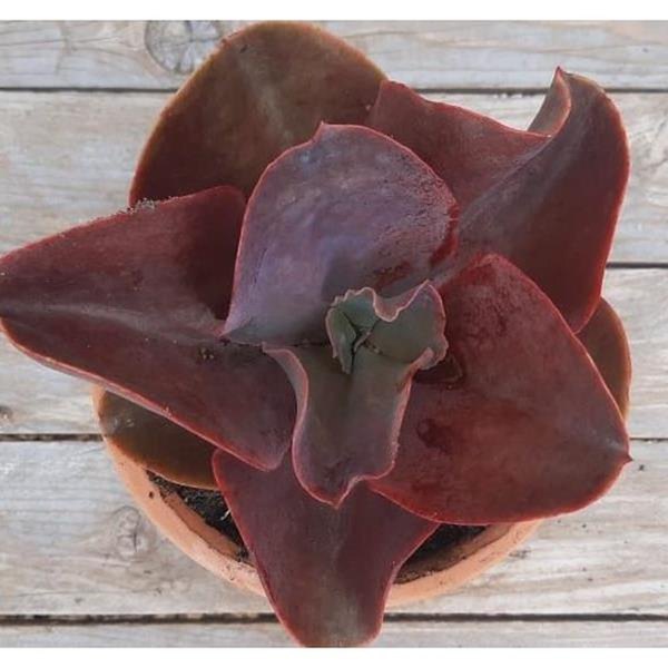 Deluxe Rider Echeveria