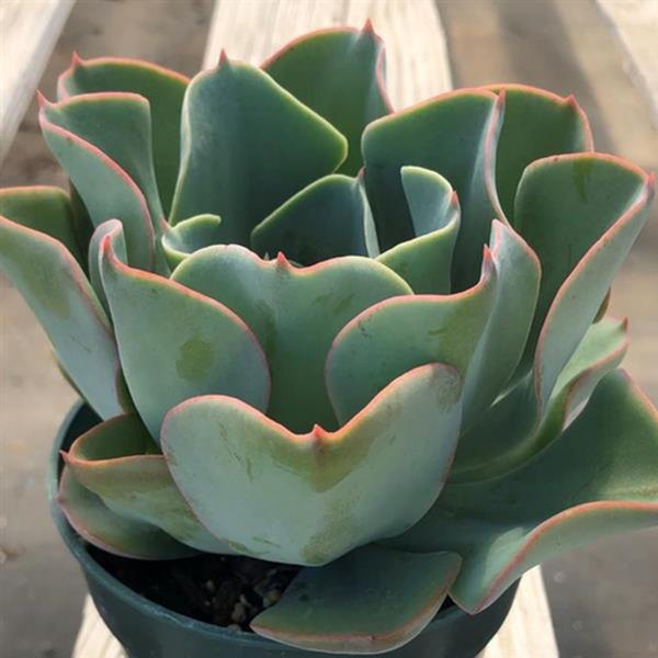 Desert Rose Echeveria