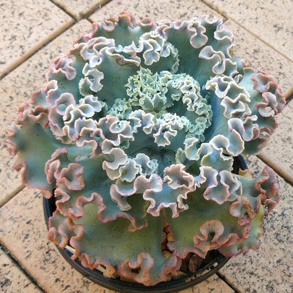 Orana Echeveria